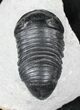 Exceptionally Preserved Wenndorfia Trilobite - #26598-2